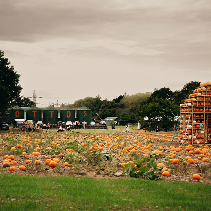 Otto’s Pumpkin Patch Essex (Braintree)