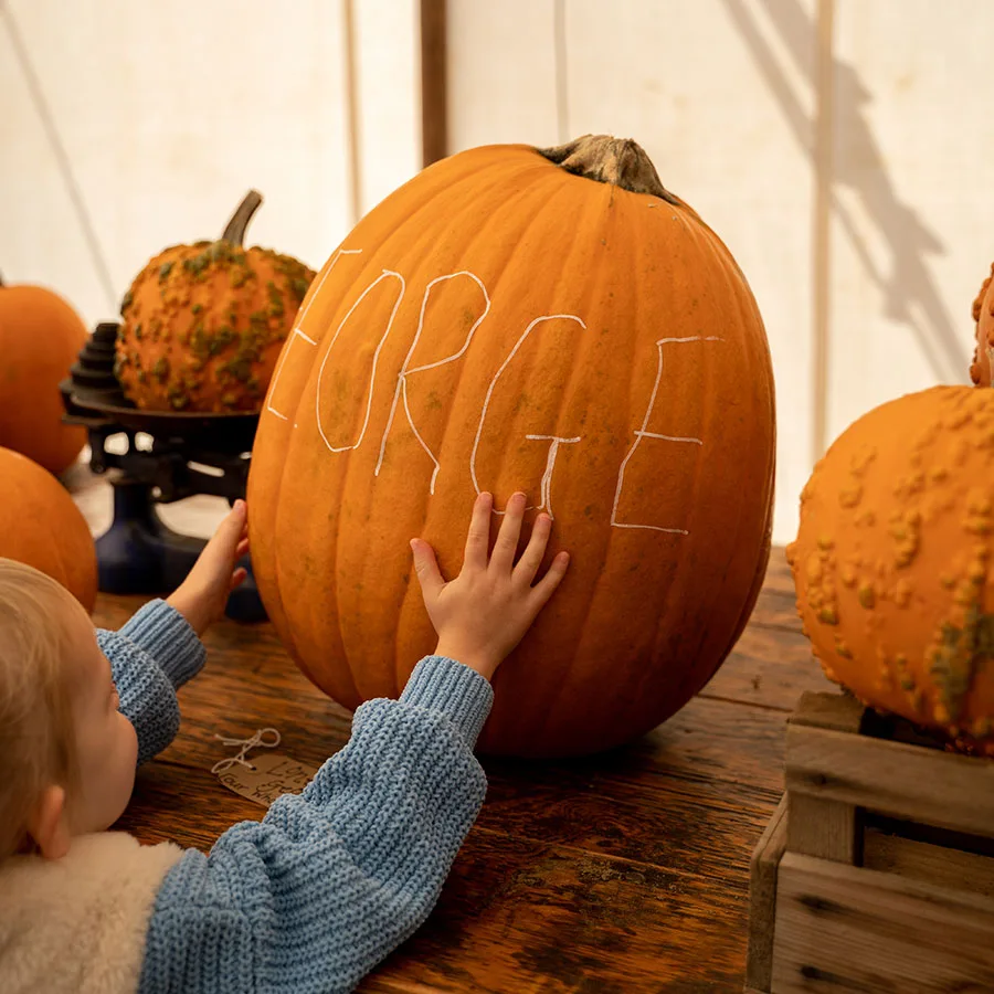 Pumpkin Picking Pumpkin Picking