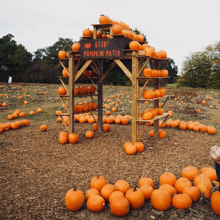 Pumpkin Picking Pumpkin Picking