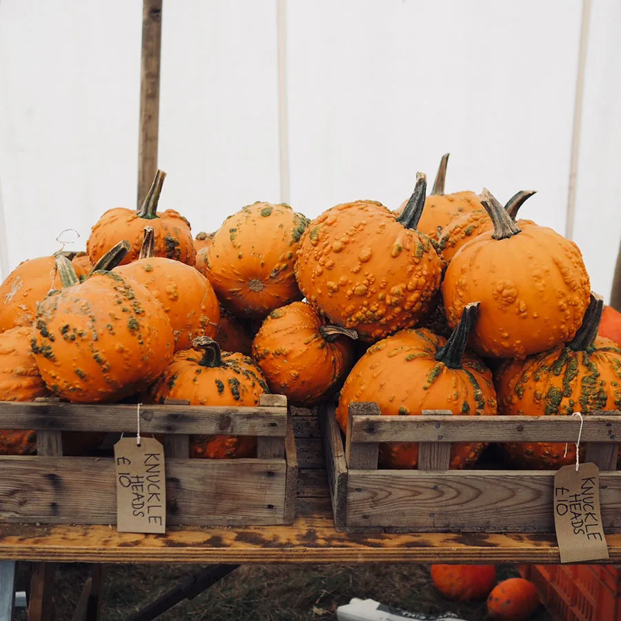 Pumpkin Picking Pumpkin Picking