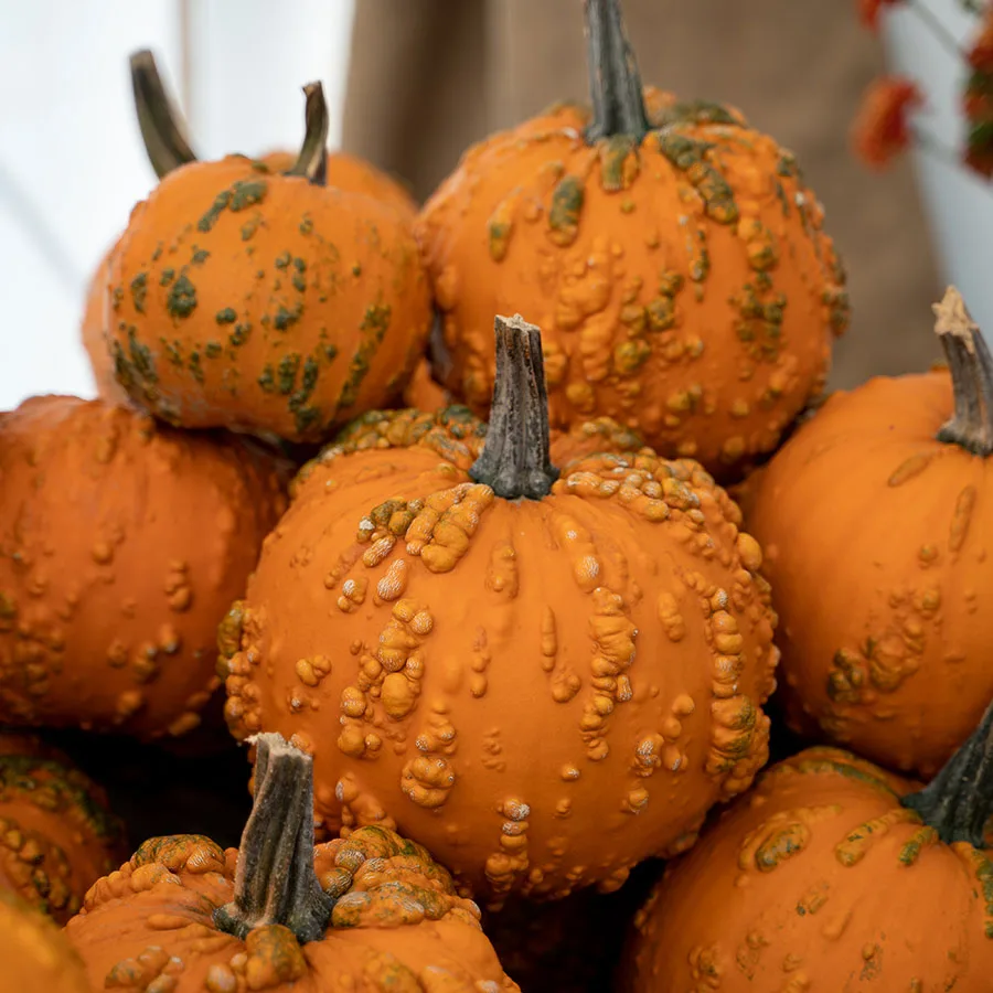 Pumpkin Picking Pumpkin Picking